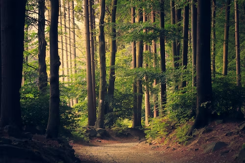 trees in a forest showing what is carbon offsetting